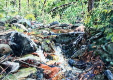 Babbling-in-Workman-Creek