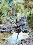 Gardner-Canyon-Creek-Tree